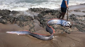 Seandainya cerita rakyat ini terbukti benar, penampakan ikan laut dalam ini bisa menjadi informasi yang berguna untuk mitigasi bencana, tulis Orihara. Foto: via AnimalSpot