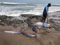 Heboh Penampakan Oarfish, Ikan Hari Kiamat