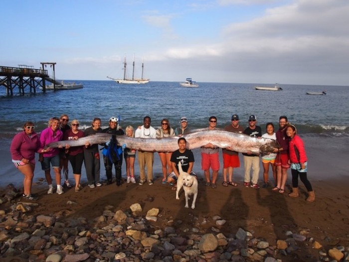 Oarfish ikan kiamat