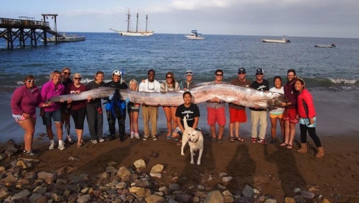Oarfish ikan kiamat