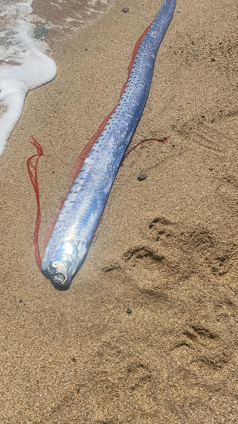 Oarfish ikan kiamat
