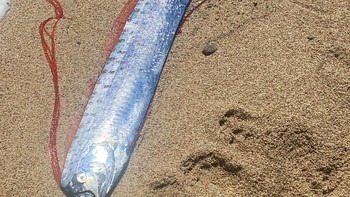 Laporan Forbes menyebutkan, oarfish menarik perhatian setelah gempa Tohoku Maret 2011. Gempa disusul tsunami itu menewaskan lebih dari 19 ribu orang dan menyebabkan kehancuran pada tiga reaktor nuklir di Pembangkit Listrik Tenaga Nuklir Fukushima Daiichi. Foto: Jam Press