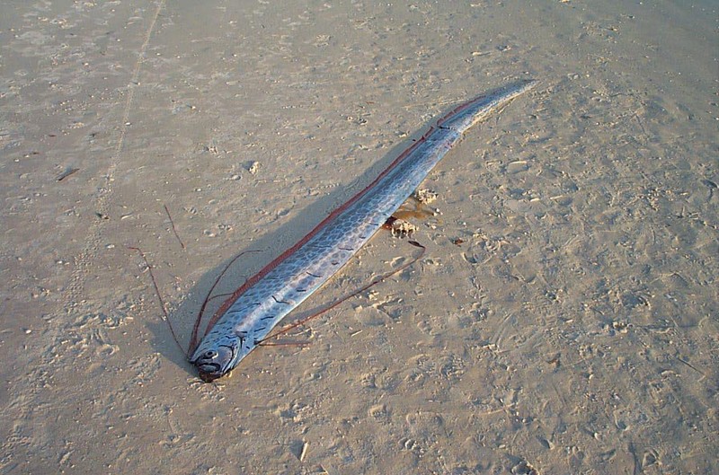 Oarfish ikan kiamat
