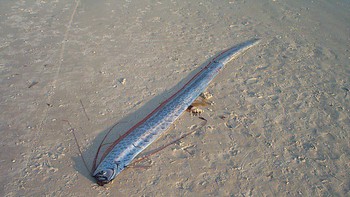 Peneliti hampir tidak dapat mengonfirmasi hubungan antara dua fenomena itu (kemunculan oarfish dan gempa), kata seismolog Yoshiaki Orihara dan rekan-rekannya dalam sebuah makalah yang diterbitkan di Bulletin of the Seismological Society of America (BSSA). Foto: Australian Museum