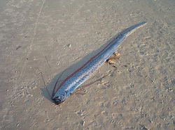 Heboh Penampakan Oarfish, Ikan Hari Kiamat