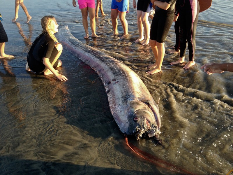 Oarfish ikan kiamat