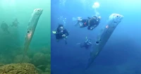 Oarfish ikan kiamat