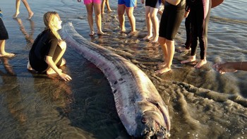 Anggota terbesar dari spesies oarfish, yakni giant oarfish, dapat tumbuh hingga 11 meter. Itulah mengapa mereka sering diidentifikasi sebagai ular laut, padahal berbeda. Foto: Mark Bussey via National Geographic