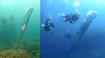 Pengamat pun menghubungkan gempa ini dengan penampakan puluhan oarfish yang terdampar di pantai Jepang pada akhir 2009 hingga 2020. Foto: Peta Pixel