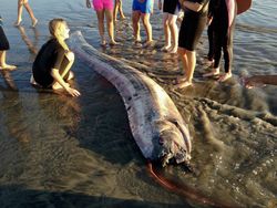 Heboh Penampakan Oarfish, Ikan Hari Kiamat