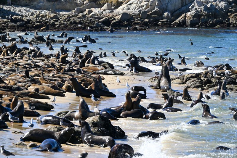 Pantai San Carlos di Monterey, California