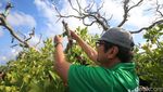 Penanaman 2.500 Bibit Mangrove untuk Pelestarian Lingkungan di Bali