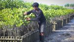 Penanaman 2.500 Bibit Mangrove untuk Pelestarian Lingkungan di Bali