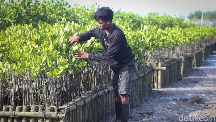 Penanaman 2.500 Bibit Mangrove untuk Pelestarian Lingkungan di Bali (Ki-ka) Presiden Direktur Maybank Indonesia Steffano Ridwan, COO Jejakin Andreas Djingga, Asisten Perekonomian dan Pembangunan, Sekda Provinsi Bali Dr. I Wayan Serinah, Chief of Partnership BenihBaik.com Greeny Dewayanti, dan Maybank Foundation Board of Trustee & Ketua Dewan Pembina Yayasan Maybank Indonesia Budi Dyah Sitawati berfoto bersama di tengah acara penanaman mangrove dan peresmian fasilitas pengelolaan sampah organik yang berlangsung di Taman Arboretum Mangrove, Tanjung Benoa, Bali, Jumat (23/8/2024).