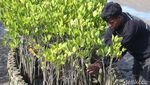 Penanaman 2.500 Bibit Mangrove untuk Pelestarian Lingkungan di Bali