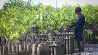 Komitmen keberlanjutan pelestarian lingkungan ini merupakan bagian dari upaya untuk mencapai posisi netral karbon pada 2023 dan mendukung kelangsungan ekosistem pesisir di Bali.   