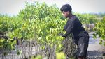 Penanaman 2.500 Bibit Mangrove untuk Pelestarian Lingkungan di Bali