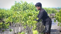Dengan demikian, kegiatan penanaman mangrove memiliki arti yang sangat penting. Pada 2023 lalu, Maybank Indonesia telah menanam 2.000 mangrove di Taman Arboretum Mangrove, Tanjung Benoa, Bali. Saat ini kondisi pohon-pohon tersebut bertumbuh dengan baik dan terus dipantau untuk memastikan pertumbuhannya berjalan optimal.   