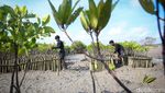 Penanaman 2.500 Bibit Mangrove untuk Pelestarian Lingkungan di Bali