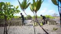 Pada 2024 ini, Maybank Indonesia melibatkan peserta Maybank Marathon untuk menanam 2.500 mangrove di lokasi yang sama. Dari total 4.500 mangrove yang ditanam diharapkan ke depannya dapat membantu menyerap 247.310,95 kgCO2e dengan masa hidup 8 tahun, atau setara dengan menghemat tenaga listik sebesar 277.566 kWh, atau mengurangi perjalanan mobil sejauh 3,8 juta km.  