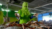 Seorang pekerja menyortir rajungan untuk diambil daginganya di salah satu rumah pengolahan, Kabupaten Maros, Sulawesi Selatan, Jumat (23/8/2024).  