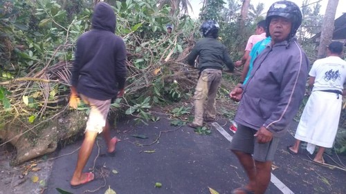 Pohon mengkudu tumbang menimpa pengendara motor di Jalan raya Bakas- Klungkung, Jumat (23/8/2024). (foto : dok BPBD Klungkung).