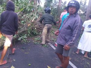 Pohon Tumbang Timpa Pemotor di Jalan Raya Bakas Klungkung