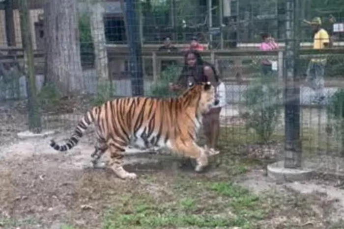 Rekaman wanita masukkan tangan ke kandang harimau