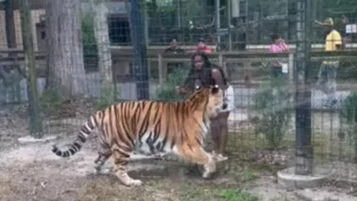 Rekaman wanita masukkan tangan ke kandang harimau