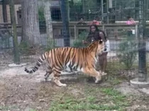 Edan, Wanita Ini Masukkan Tangan ke Kandang demi Sentuh Harimau