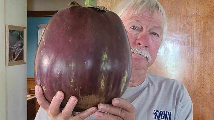 terong jumbo 3,3 kilogram raih rekor dunia