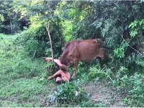 Turis Putus Cinta, Ia Telanjang di Depan Sapi Lalu Coba Memperkosanya