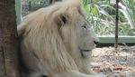Hampir Tak Berjarak dengan Singa Putih di Ancol