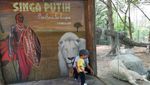 Hampir Tak Berjarak dengan Singa Putih di Ancol
