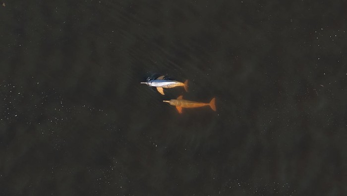 Field researchers from the Mamiraua Institute of Sustainable Development capture a rare Amazon river dolphin, also known as the pink river dolphin, during an expedition aimed at assessing the health of these animals and installing a GPS tag to monitor their movements and how they react to the heat in the lake during this years drought following the death of 300 dolphins last year, most of which were in Lake Tefe according to the project head of the Mamiraua Institute, in Tefe, Amazonas state, Brazil, August 19, 2024. REUTERS/Bruno Kelly     TPX IMAGES OF THE DAY