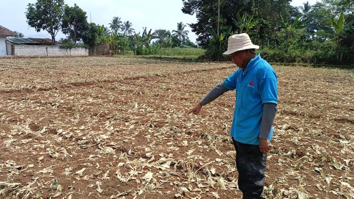 Belasan hektare lahan petani terlantar akibat kemarau.