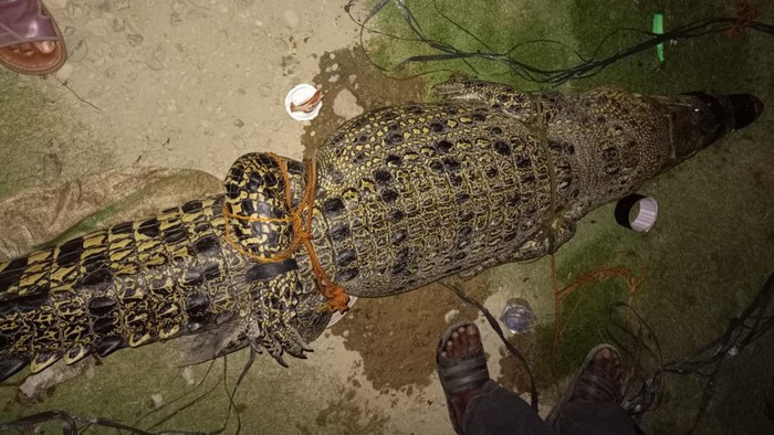 Buaya katak sepanjang 3 meter diamankan di Muratara