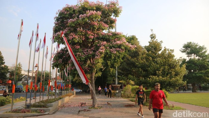 Bunga tabebuya di Alun-alun Pati bermekaran, Sabtu (24/8/2024).