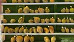 Durian Musang King hingga Es Cendol Durian yang Legit Bisa Cicip di Sini