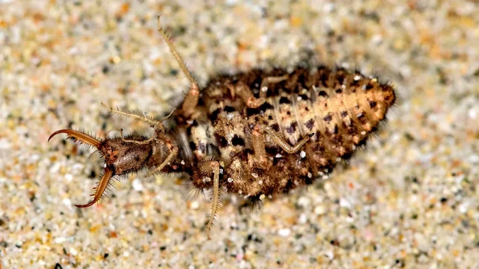 Larva semut singa