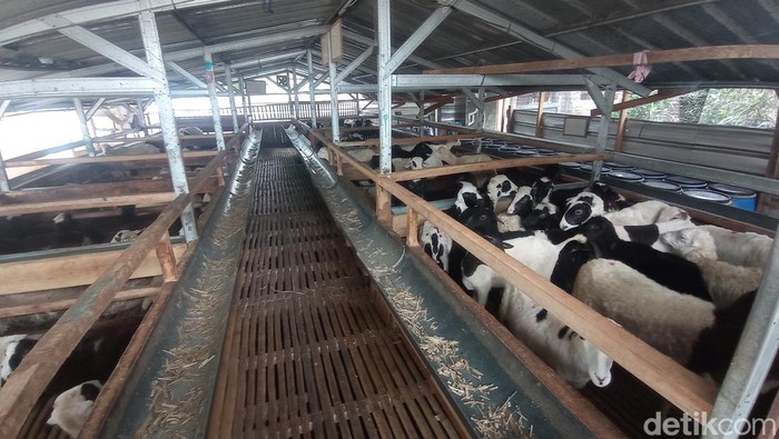 Peternakan domba Yudhi di Tasikmalaya