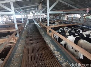 Cara Yudhi Kelola Peternakan Domba di Tengah Perkampungan Tasikmalaya