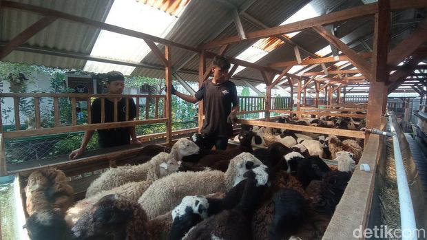 Peternakan domba Yudhi di Tasikmalaya
