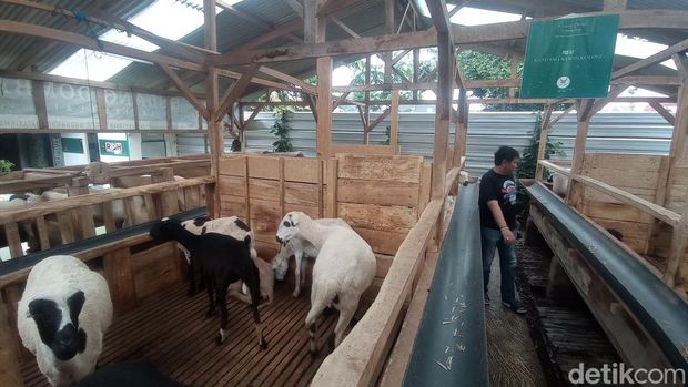 Peternakan domba Yudhi di Tasikmalaya