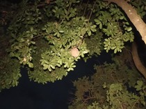 Damkar Sleman Eksekusi Sarang Tawon Vespa di Pohon 5 Meter