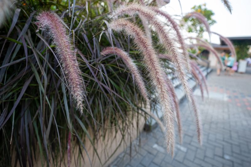Review Lensa Meike 10mm f/2 Untuk Kamera Mirroless APS-C