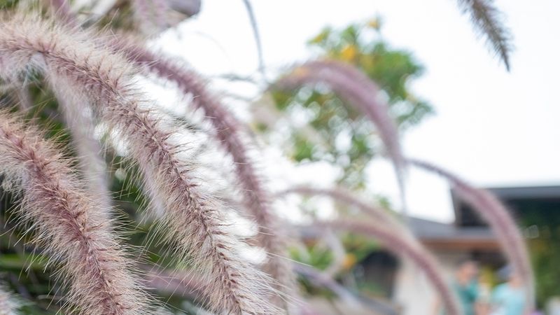 Review Lensa Meike 10mm f/2 Untuk Kamera Mirroless APS-C