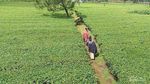 Kebun Teh Sikatok, Destinasi Wonosobo yang Cocok untuk Keluarga