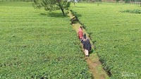Tersedia jalur tanah di kebun teh