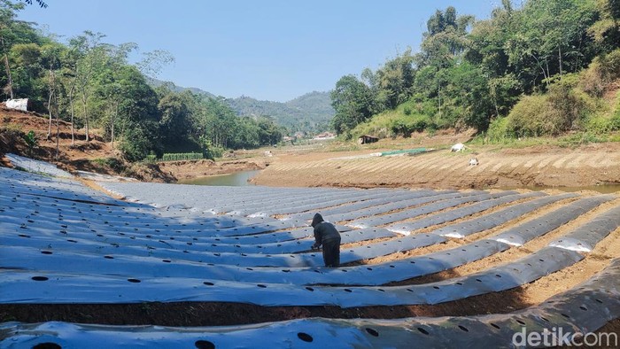 Warga Cililin Bercocok Tanam di Aliran Sungai Citarum yang Mengering